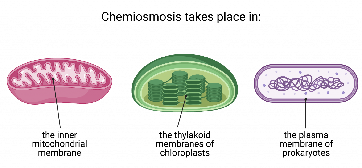 22 2 Chemiosmosis And Atp Synthase College Biology I