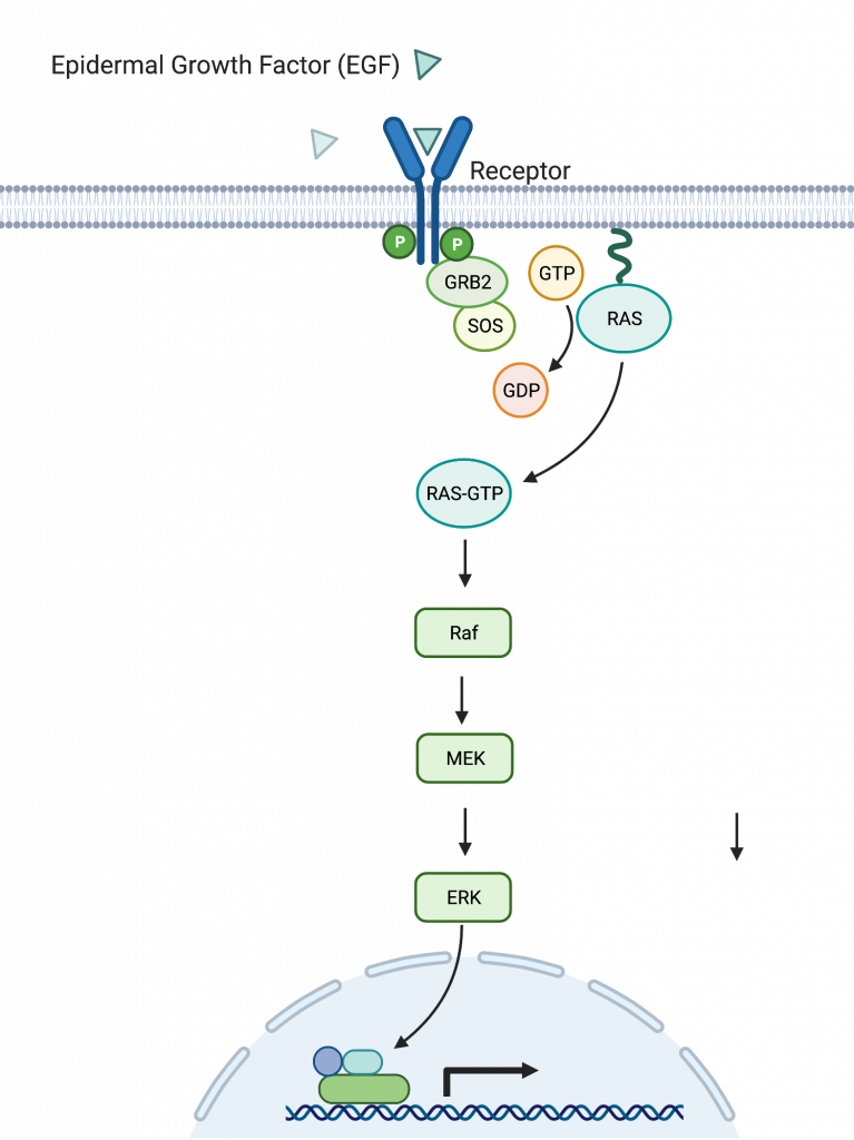 The MAPK/ERK pathway