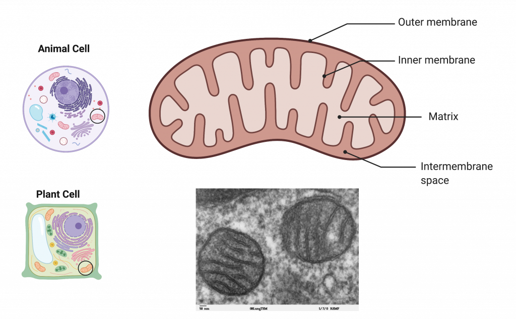 Diagram of the mitochondrion