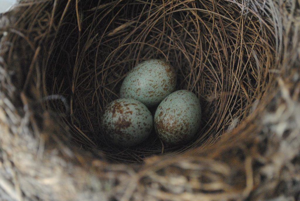 Clutch size in birds is under stabilizing selection