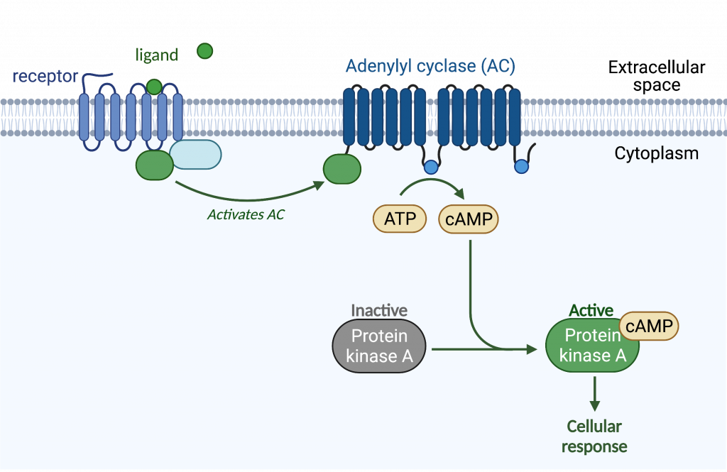 Activation of protein kinase A