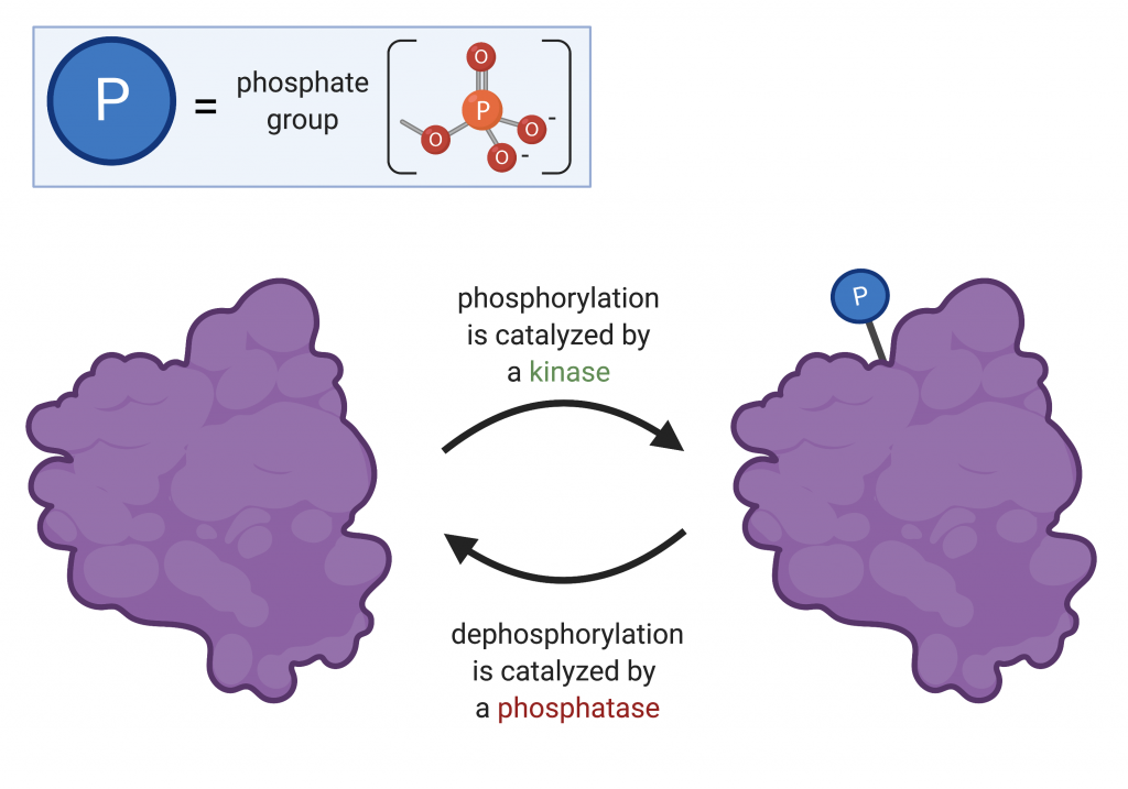 Phosphorylation and dephosphorylation