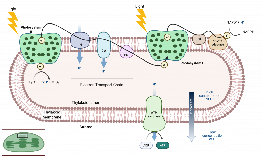 This illustration shows the components involved in the light reactions, which are all embedded in the thylakoid membrane. Photosystem I I uses light energy to strip electrons from water, producing half an oxygen molecule and two protons in the process. The excited electron is then passed through the chloroplast electron transport chain to photosystem I. Photosystem I passes the electron to N A D P superscript plus sign baseline reductase, which uses it to convert N A D P superscript plus sign baseline and a proton to N A D P H. As the electron transport chain moves electrons, it pumps protons into the thylakoid lumen. The splitting of water also adds electrons to the lumen, and the reduction of N A D P H removes protons from the stroma. The net result is a low lower case p upper case H inside the thylakoid lumen, and a high lower p upper H outside, in the stroma. A T P synthase embedded the thylakoid  membrane moves protons down their electrochemical gradient, from the lumen to the stroma, and uses the energy from this gradient to make A T P.