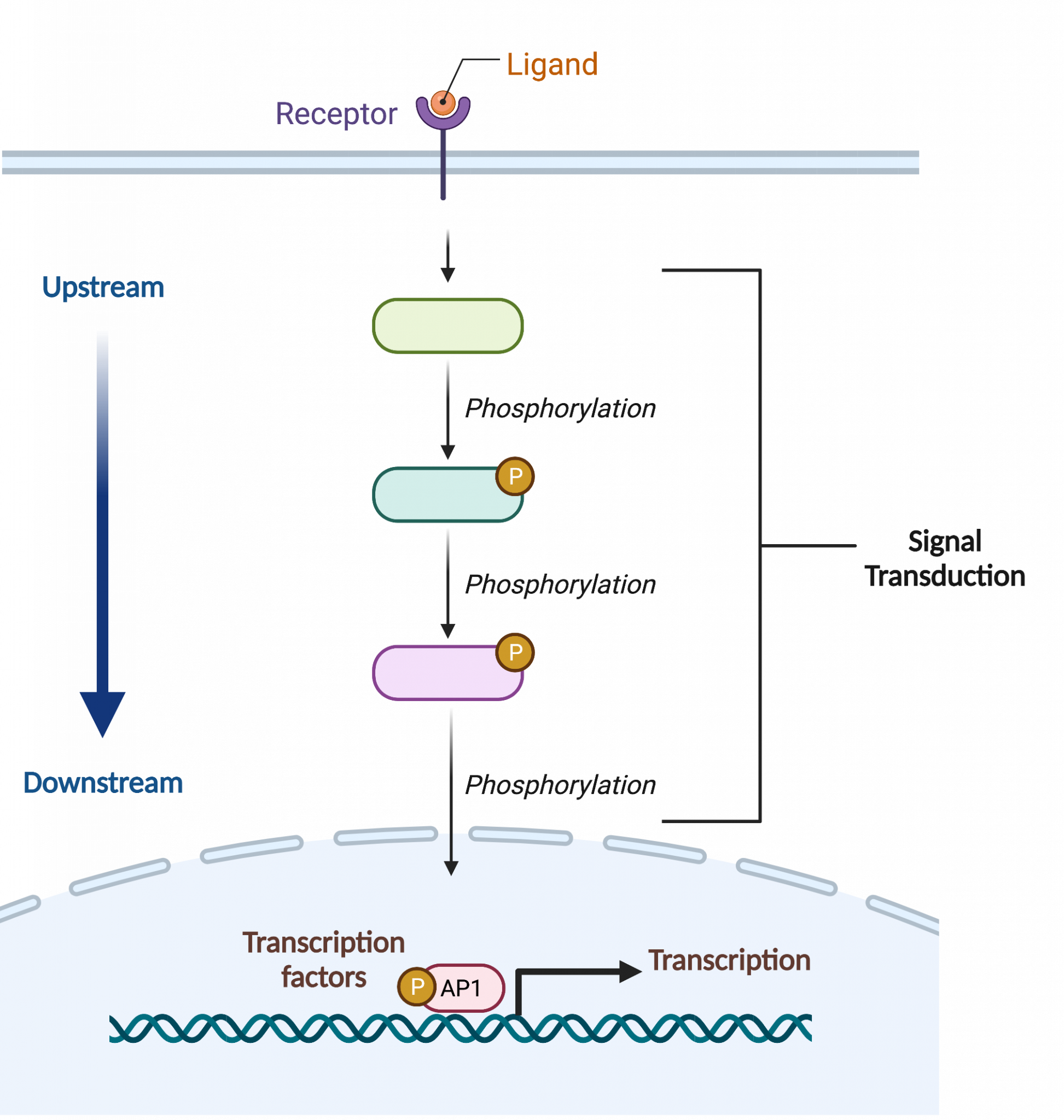 11.3 Signal Transduction – College Biology I