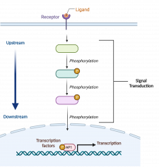 11.3 Signal Transduction College Biology I