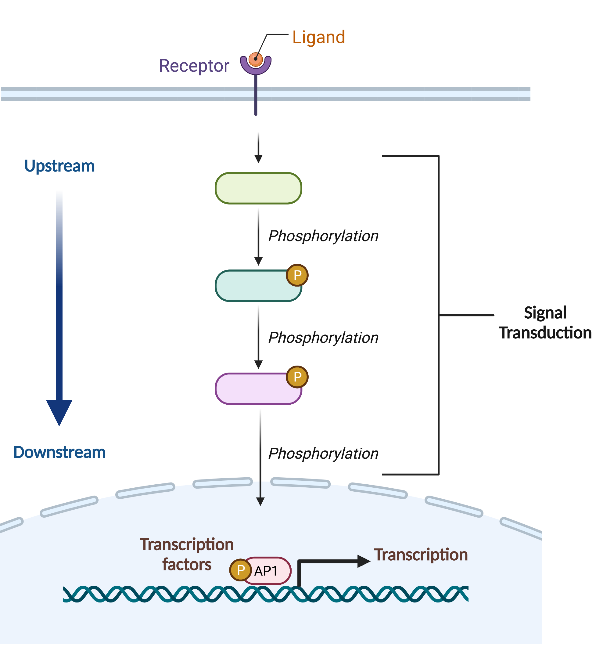 113 Signal Transduction College Biology I