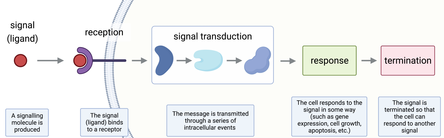11.1 Ligands And Receptors – College Biology I
