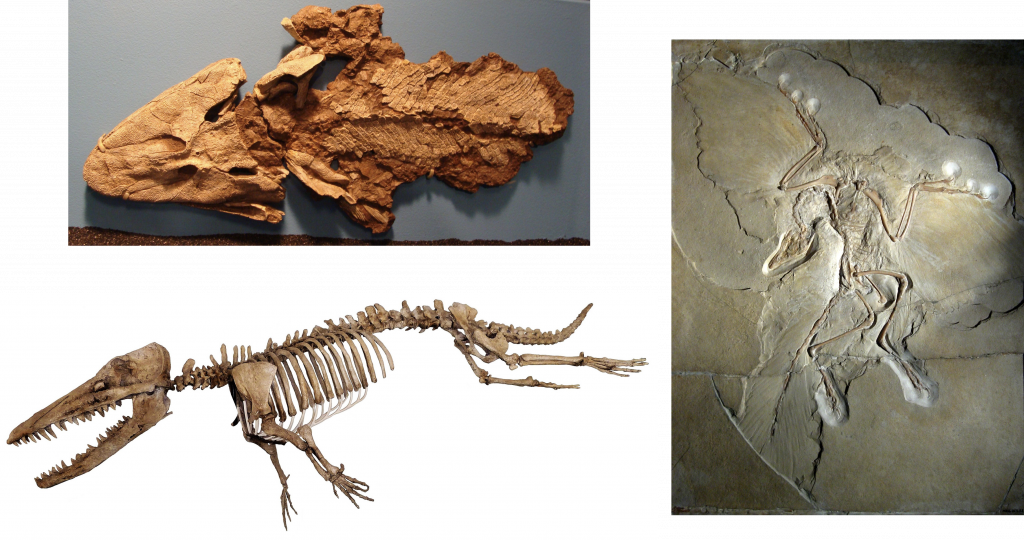 three examples of transitional fossil