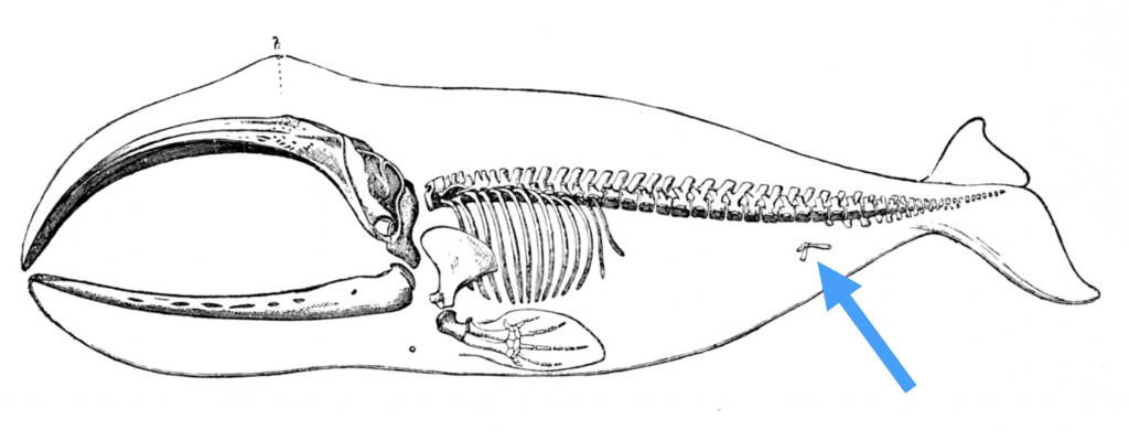 Drawing of a whale skeleton