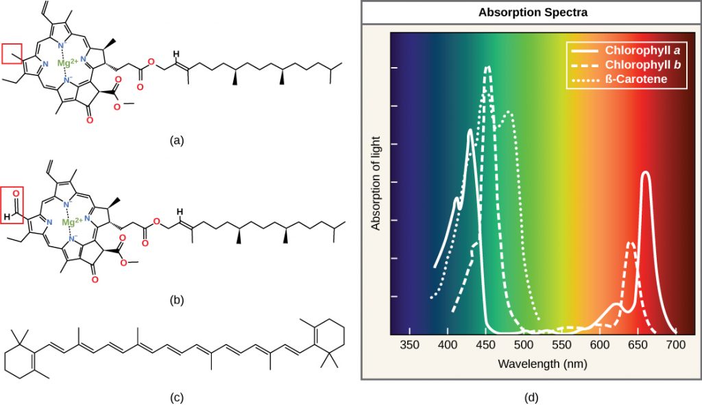 Absorption spectra of pigment molecules