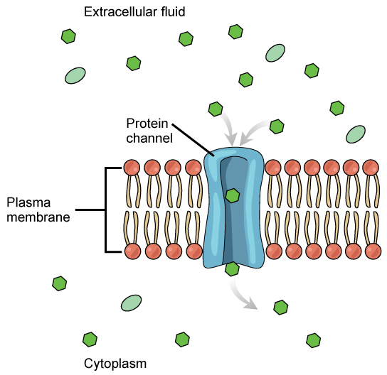 Facilitated diffusion may occur via hannel proteins
