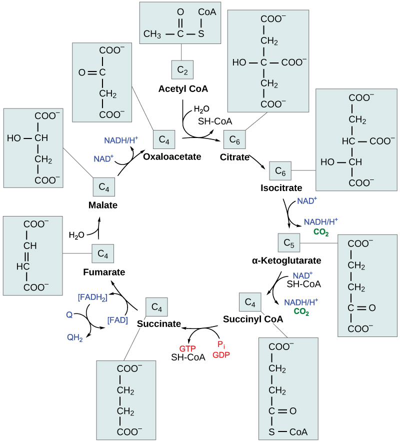 Diagram of the reactions of the citric acid cycle