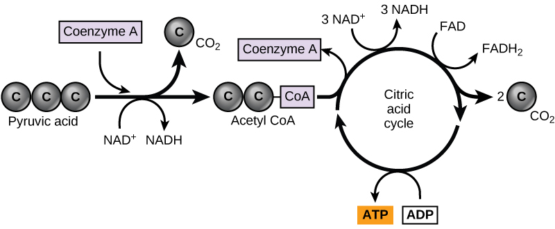 Simple illustration of pyruvate oxidation and the citric acid cycle