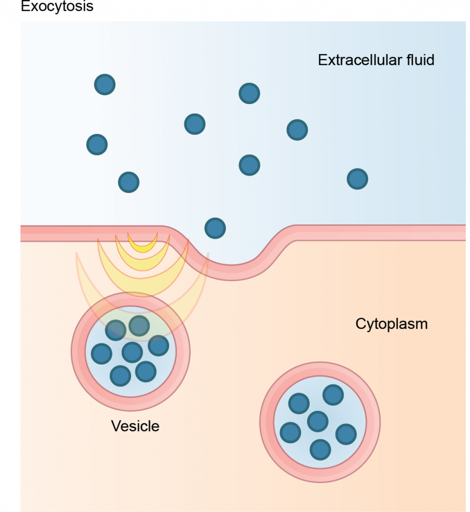 Exocytosis releases materials out of the cell