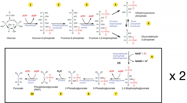 23.2 Glycolysis – College Biology I