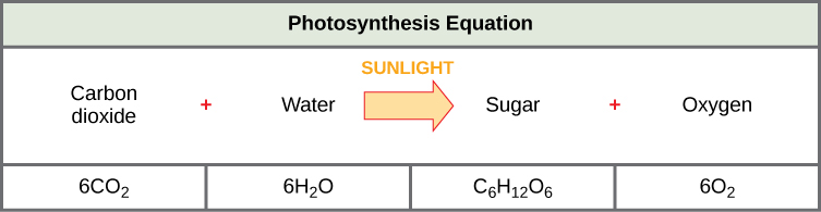 The chemical equation for photosynthesis