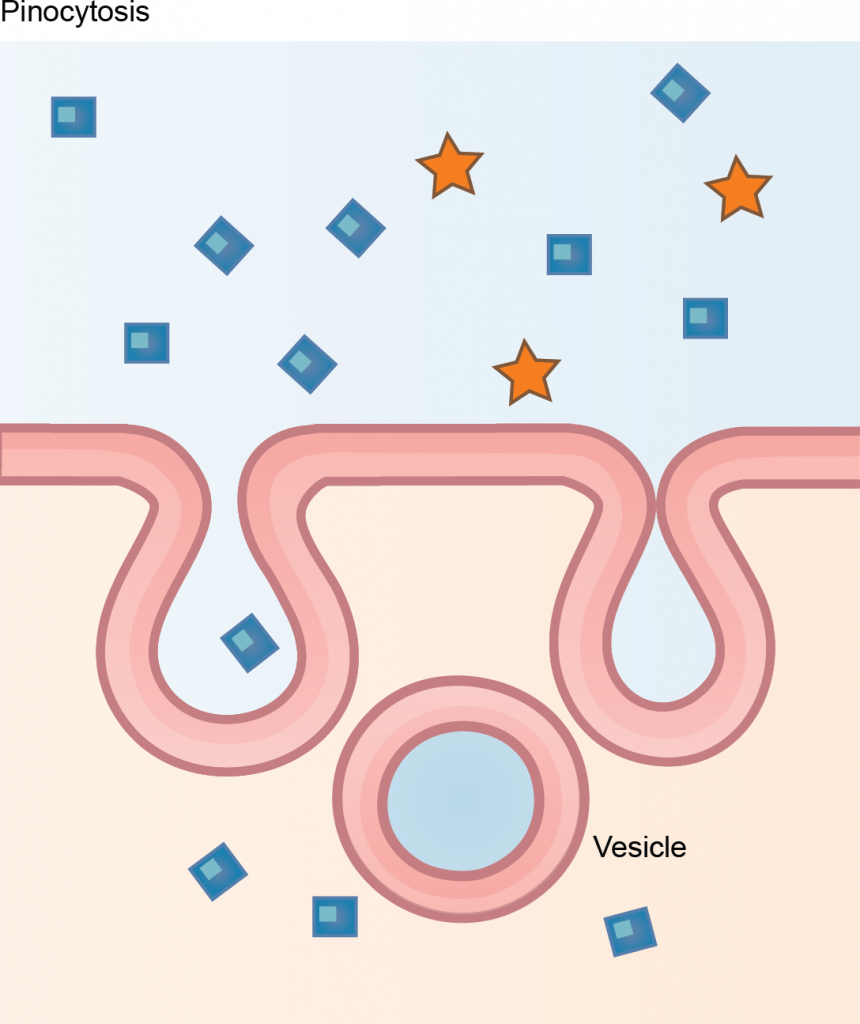 Diagram of pinocytosis