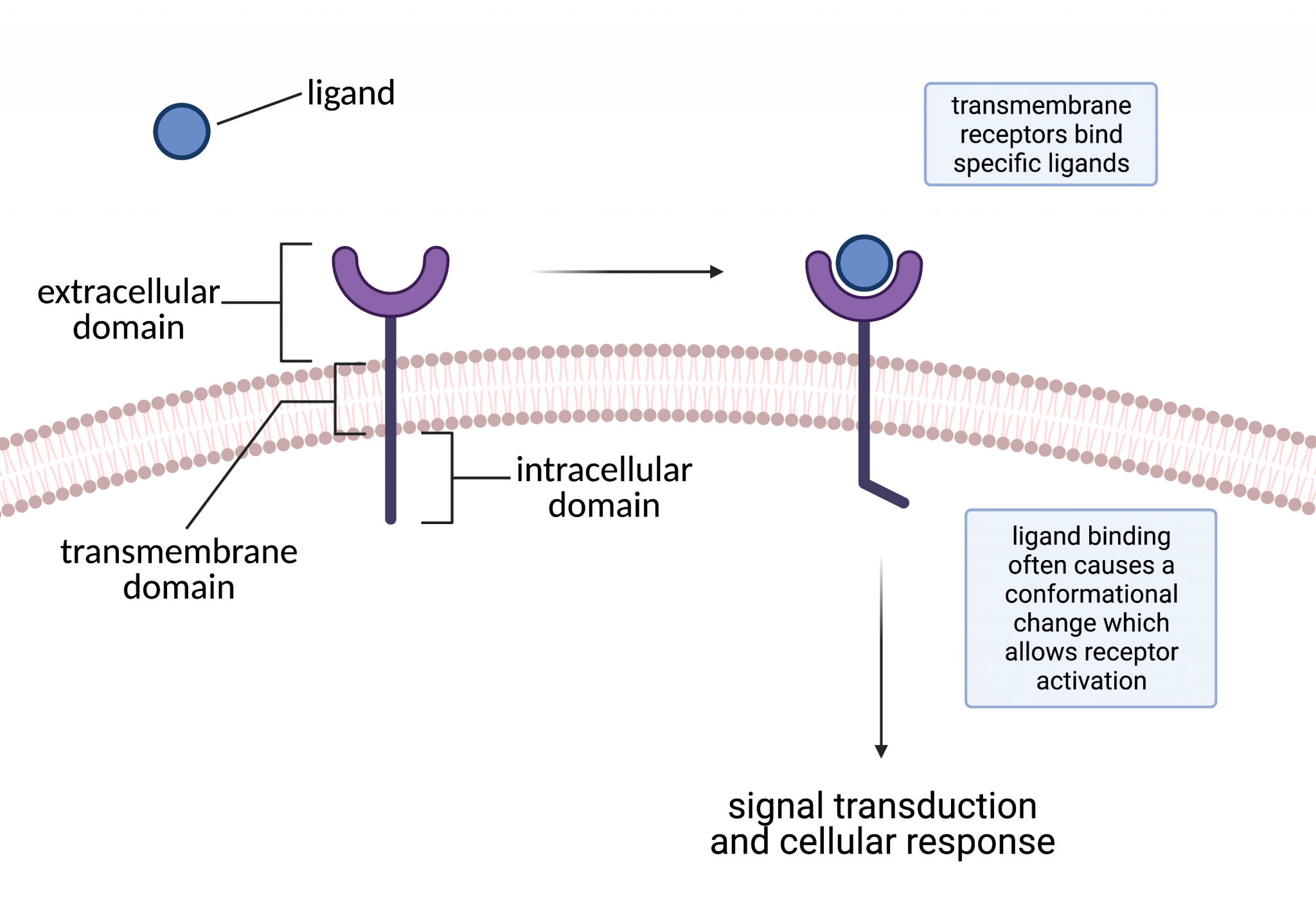 11.1 Ligands And Receptors – College Biology I