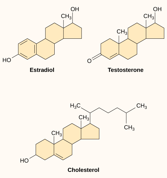 Molecular structures of estrogen, testosterone, and cholesterol