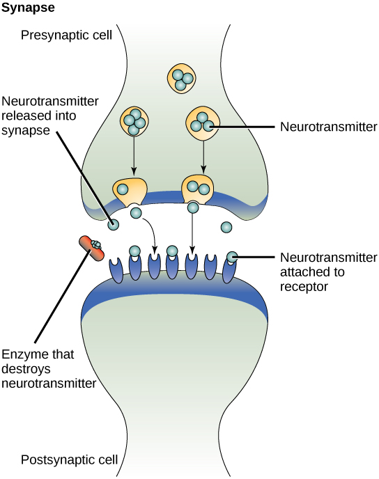 Illustration of a synapse