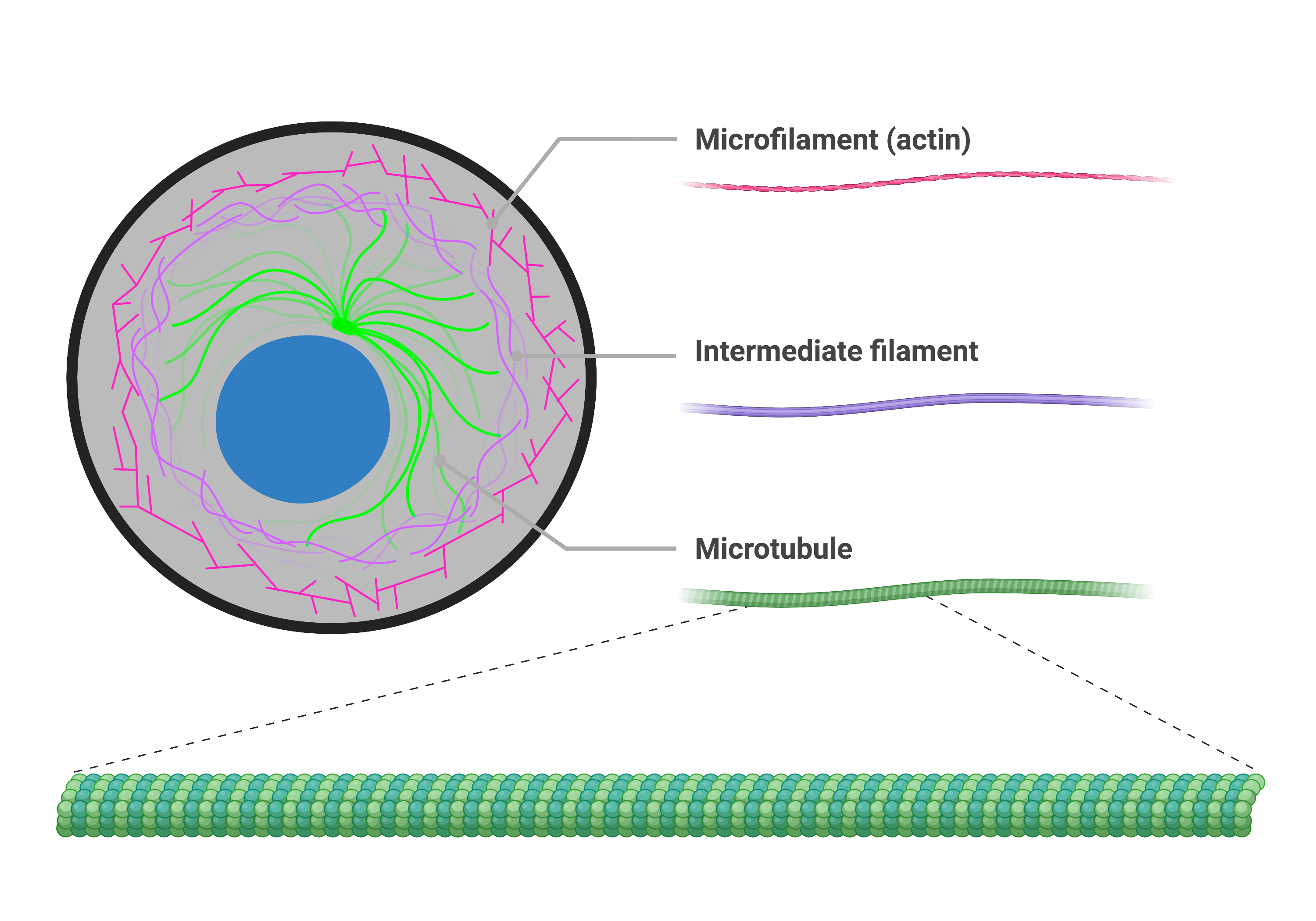 Illustration showing that the cytoskeleton is made up of microfilaments, intermediate filaments, and microtubules.