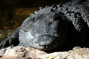 Picture of crocodile.