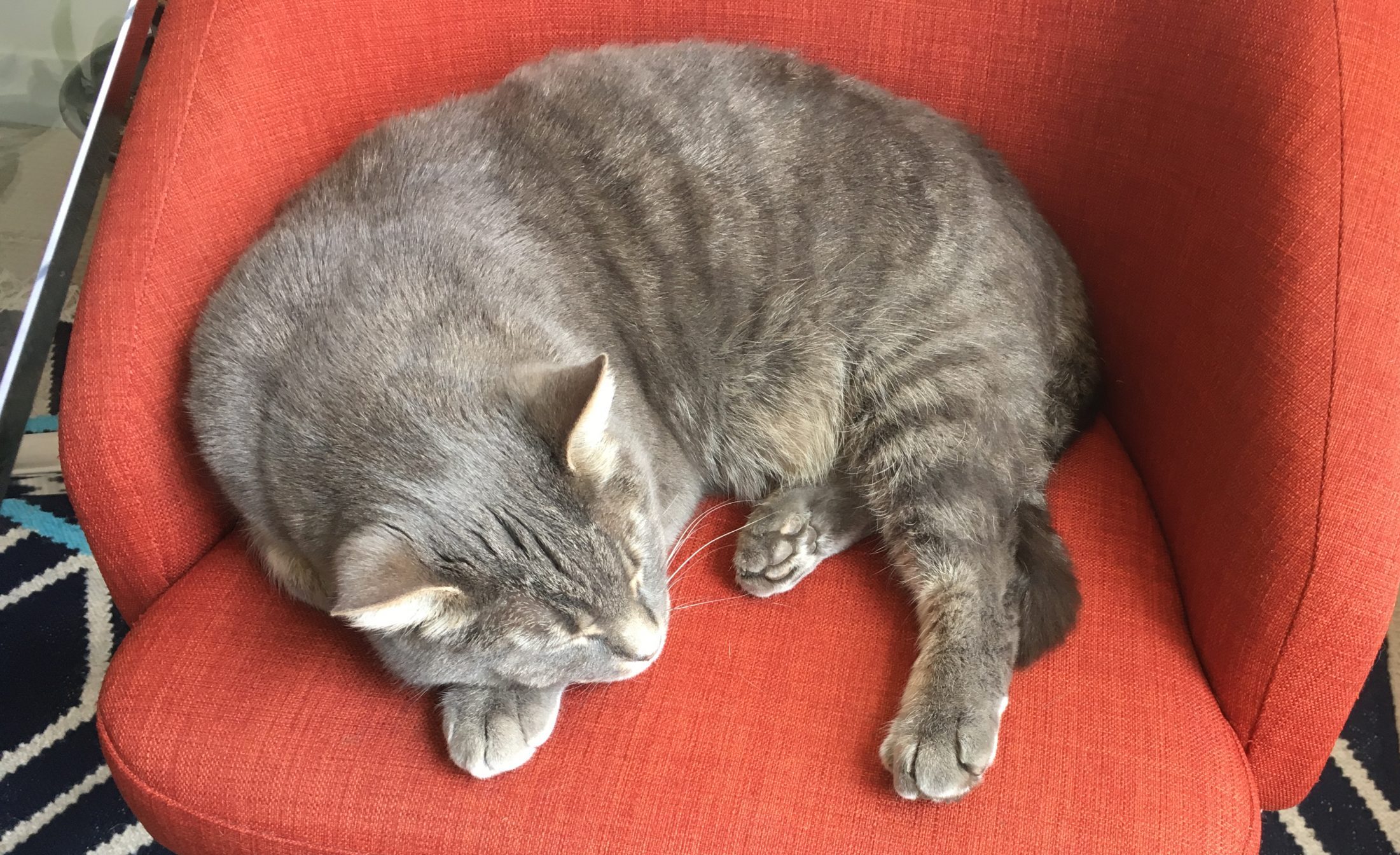 photo of a large gray cat napping on an office chair