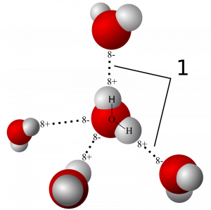 The positive side of the water molecule is attracted to the negative side of the water molecule