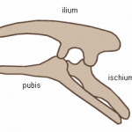 The bones of the pubis and ischium are close to each other.