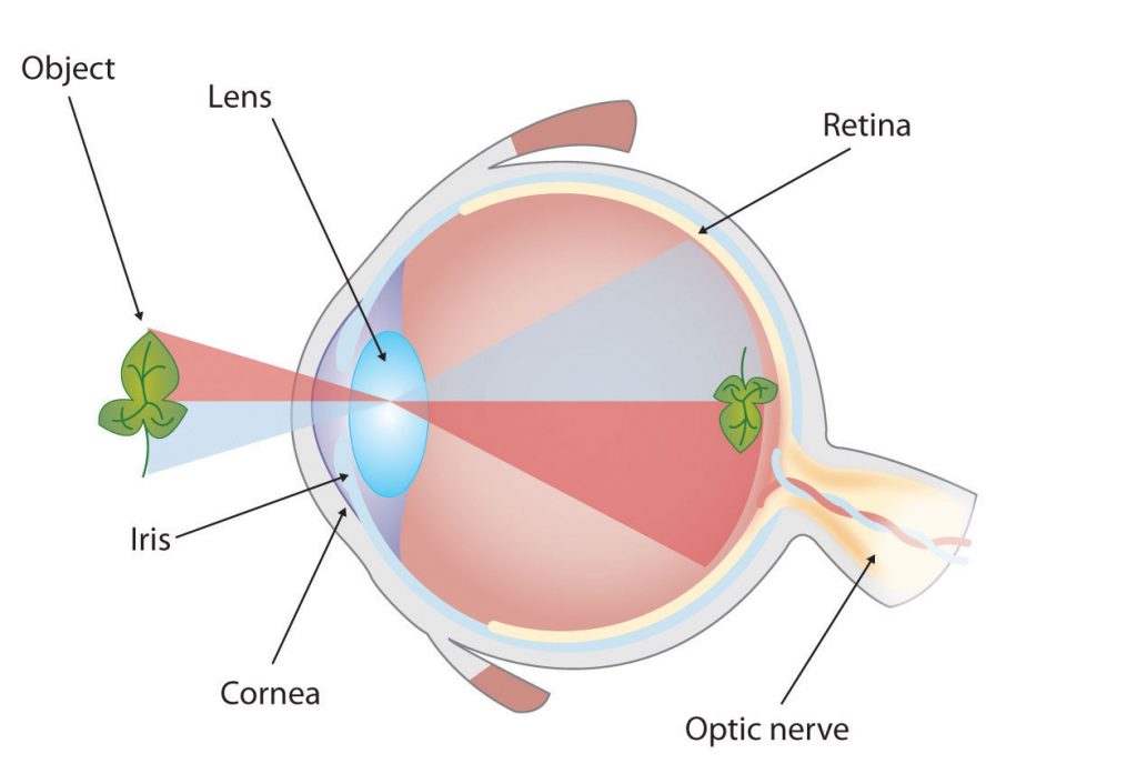 A diagram of the human eye labeled with the Retina, Optic Nerve, Lens, Cornea, and Lens
