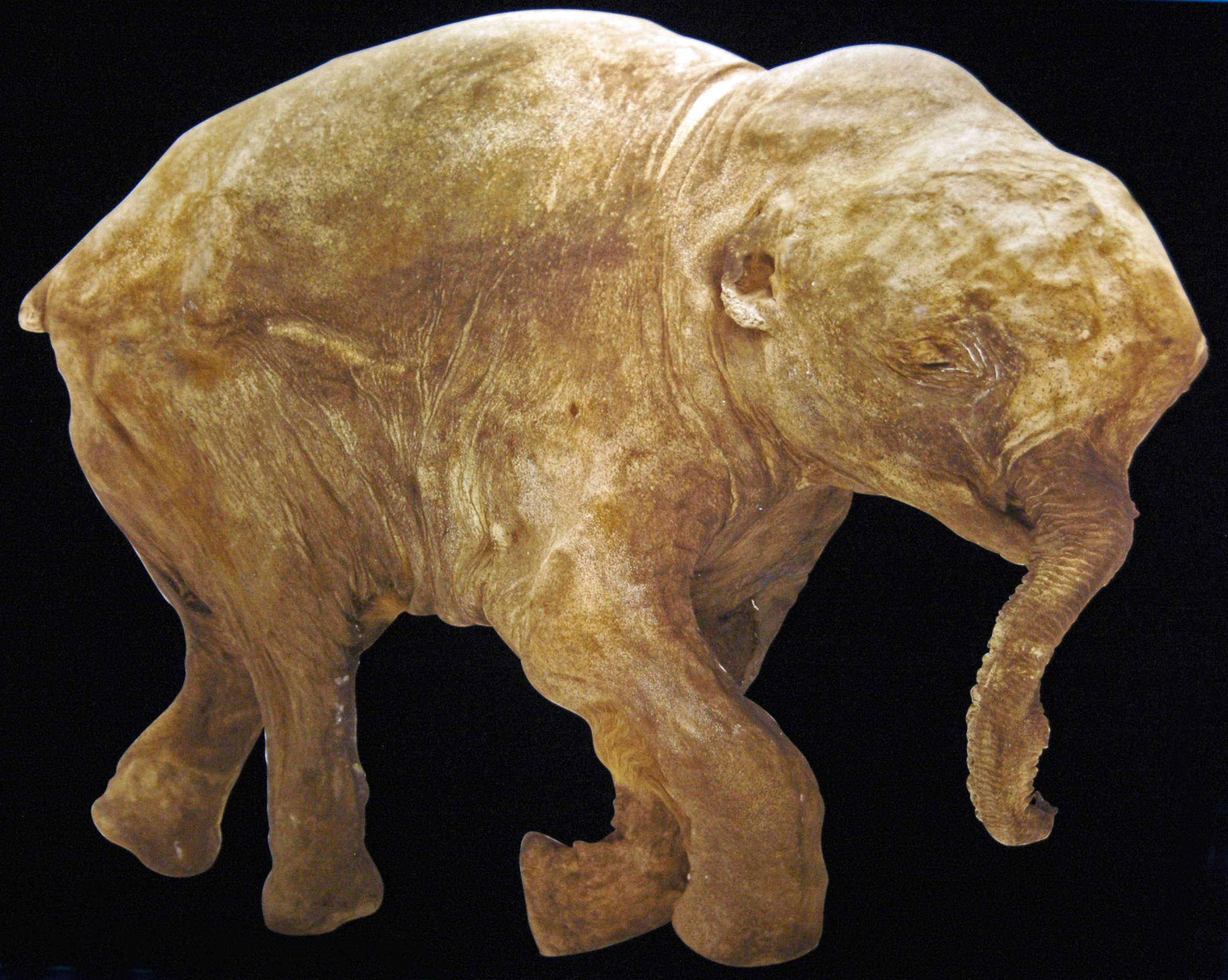 A photograph of a preserved baby woolly mammoth.