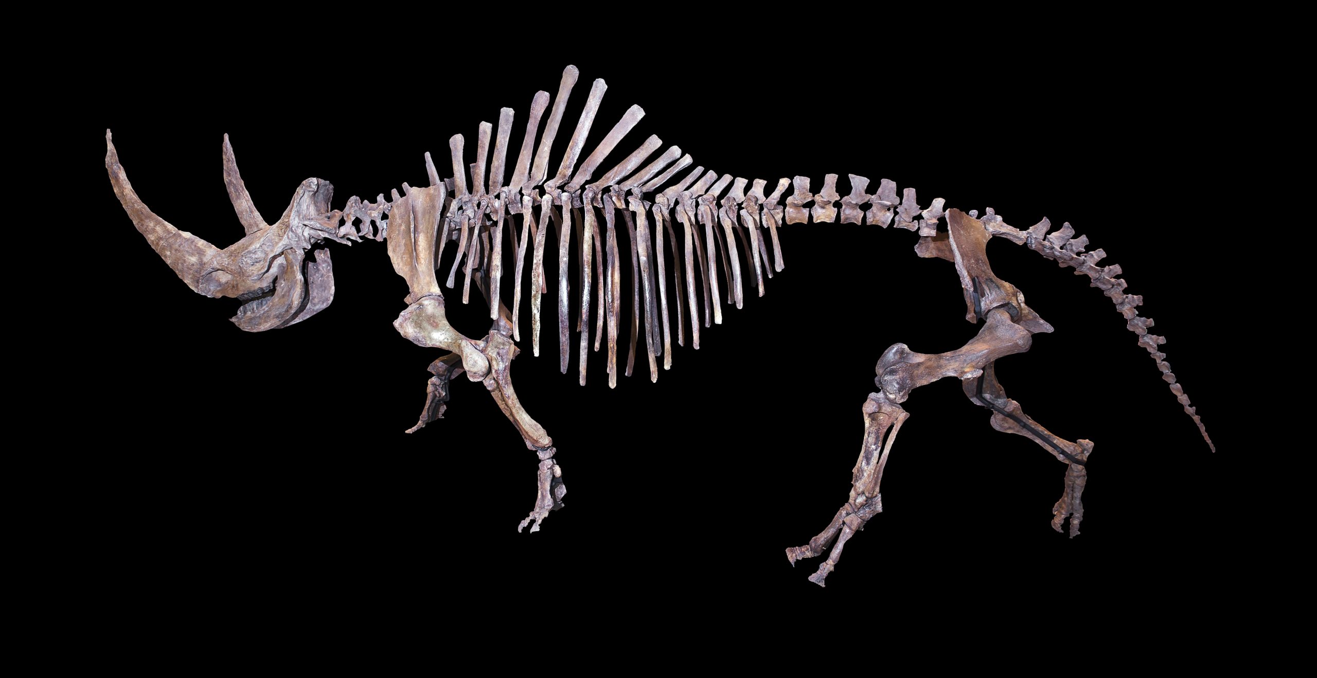 A photograph of a fossil skeleton of a wooly rhinoceros.