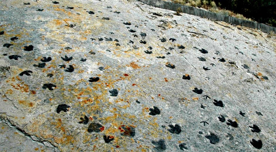A photograph of preserved dinosaur footprints.