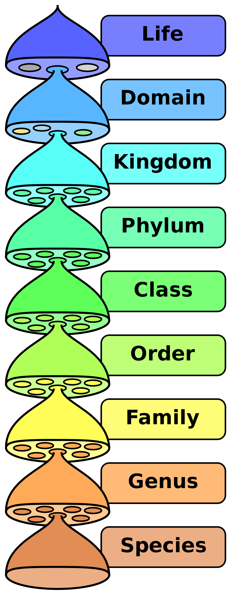A cartoon showing the taxonomic ranks used in biology. From largest to smallest they are: life, domain, kingdom, phylum, class, order, family, genus, species.
