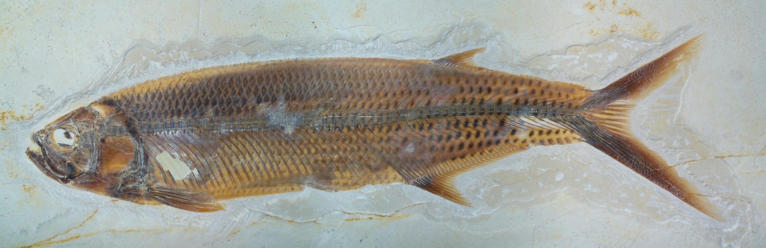 A photograph of a fossilized fish.