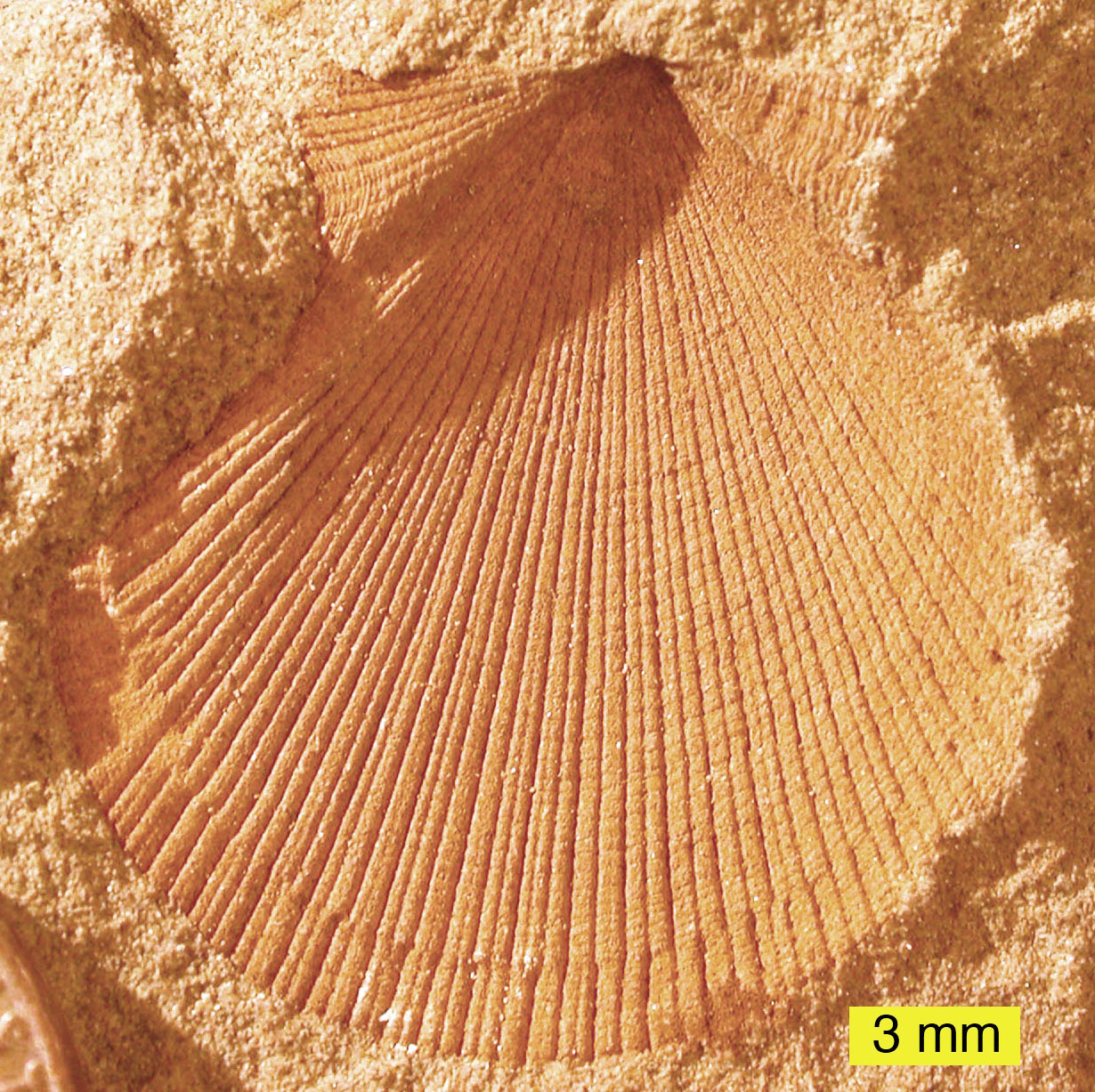 Photograph of a fossil that is a mold of a bivalve mollusc shell.