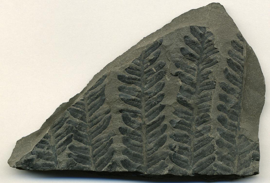 A photograph of a carbonized fern fossil showing several fern fronds with their leaves.