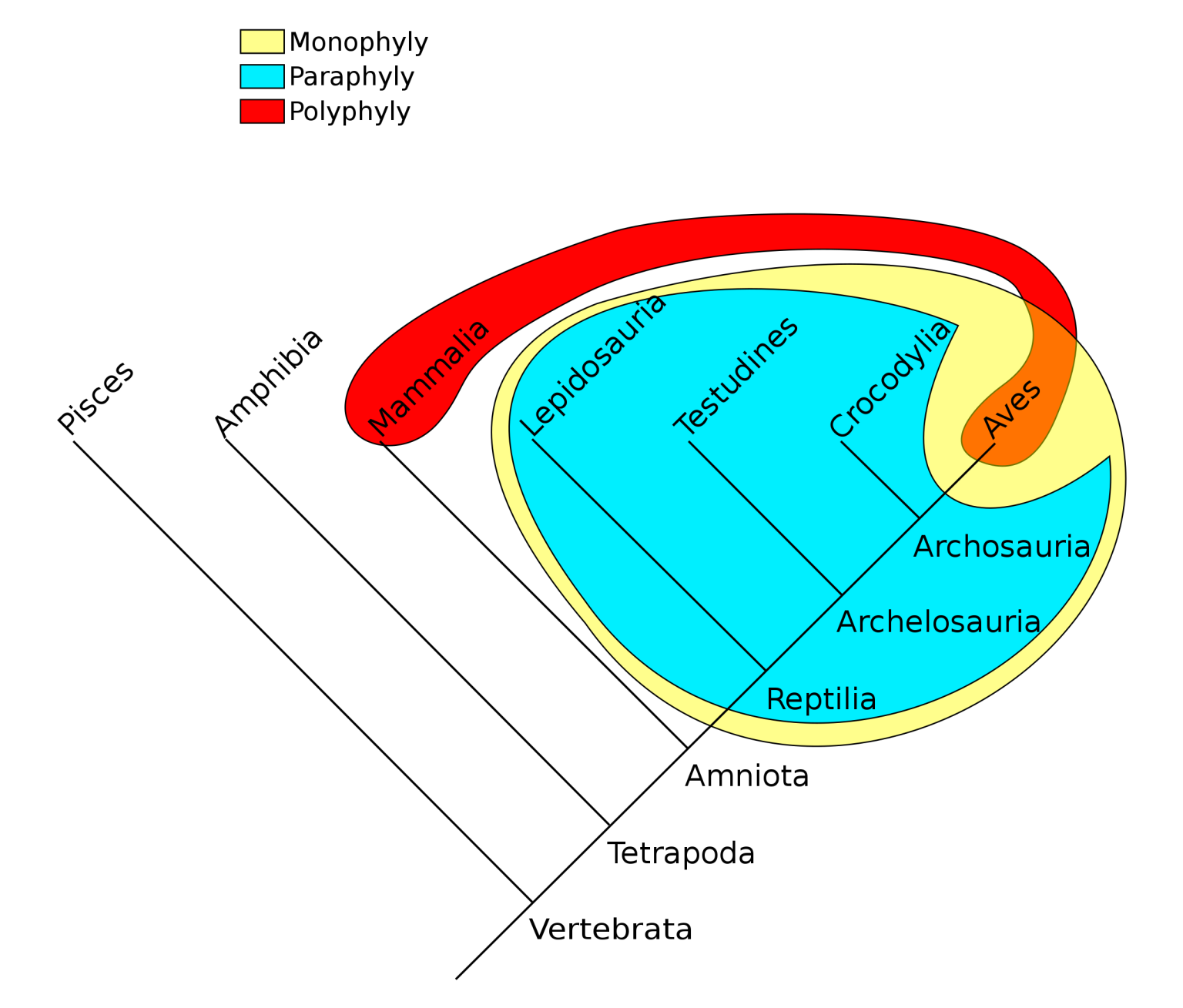 Phylogeny – Background – College Biology II Laboratory