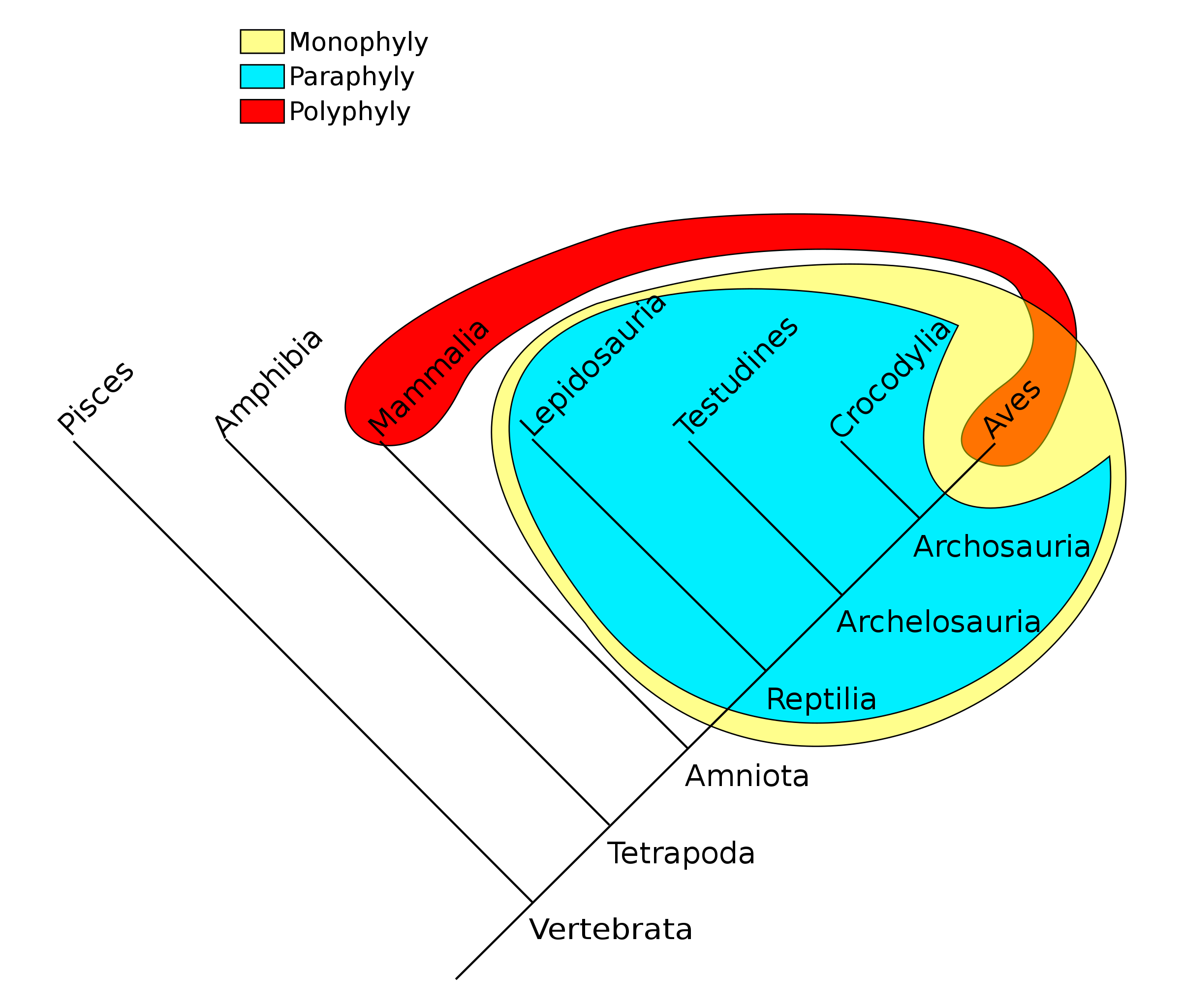 Monophyly(Yellow) - Testudines, Lepidosauria, Crocodylia, Aves, Reptilia, Diapsida, and Archosauria. Paraphyly(Teal) - Testudines, Lepidosauria, Crocodylia, Reptilia, Diapsida, and Archosauria. Polyphyly(Red) - Mammalia and Aves This tree is in a V shape with a root at the point in the V. Node Vertebrata begins at the point. The node branches up the left side of the V to node Pisces. Continuing up the right side at intervals are nodes Tertrapoda, Amniota, Reptilia, Diapsida, and finally Archosauria. Node Tetrapods branches to the left parallel to the left side of the V to node Amphibia. Node Amniota branches to the left to node Mammalia. Node Reptilia branches to the left to node Testudines. Node Diapsida branches to the left to node Lepidosauria. Node Archosauria branches to the left to node Crocodylia. Finally node Aves is at the point of the right side of the V.
