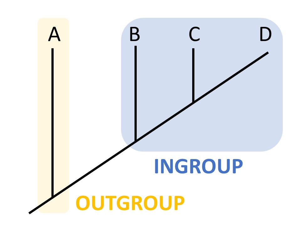 The tree starts with a root that branches into two. Branch A is the outgroup. Branch B splits into two branches, one labeled B. The other branch splits into two branches, labeled C and D. A is shaded yellow and marked as the outgroup. The group including B and C and D is shaded blue and marked as the ingroup.