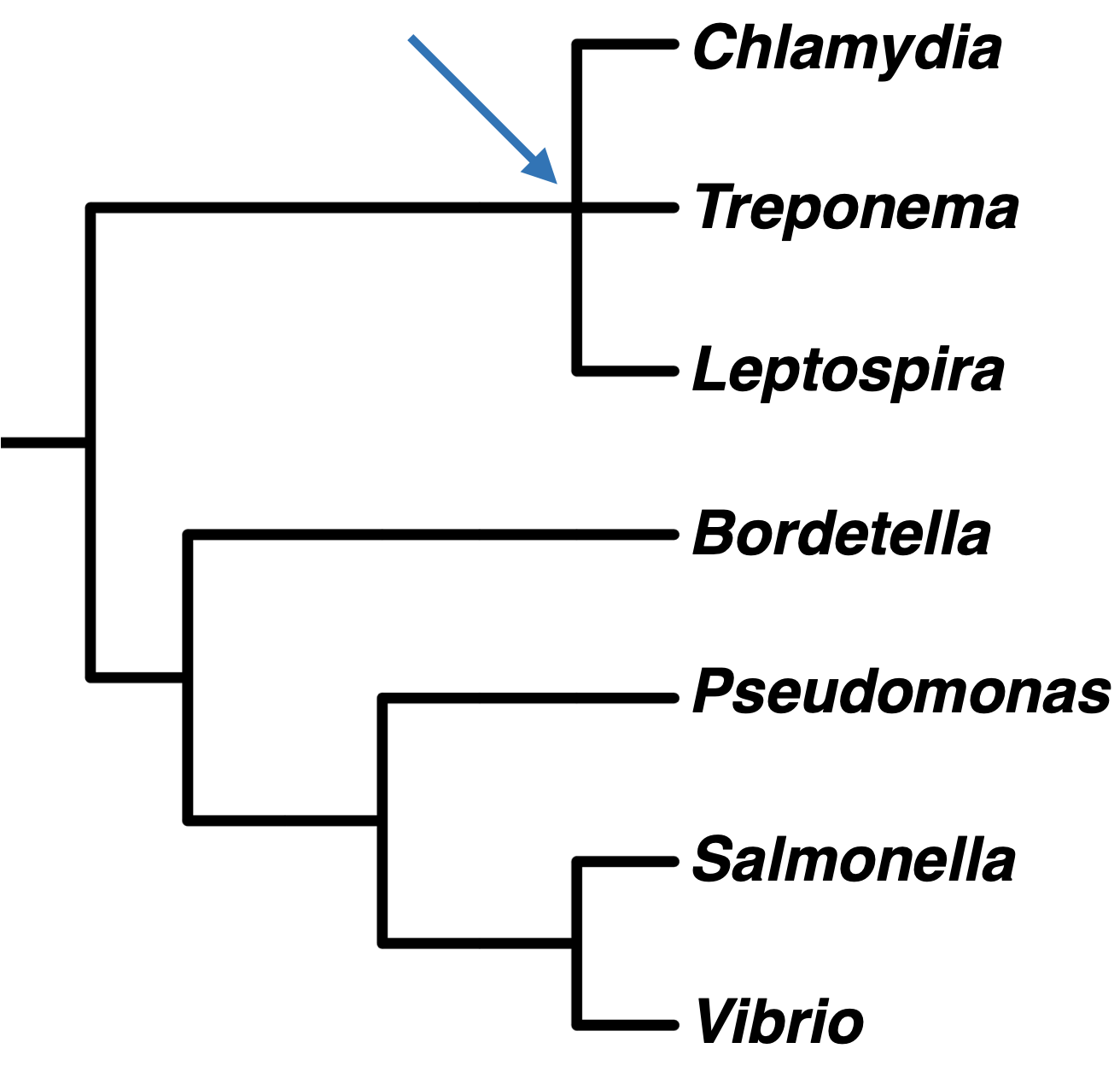 This tree starts with a root that splits into two branches. Branch A splits into three branches, A.1, A.2, and A.3. A.1 reads Chlamydia, A.2 reads Treponema, and A.3 reads Leptospira.