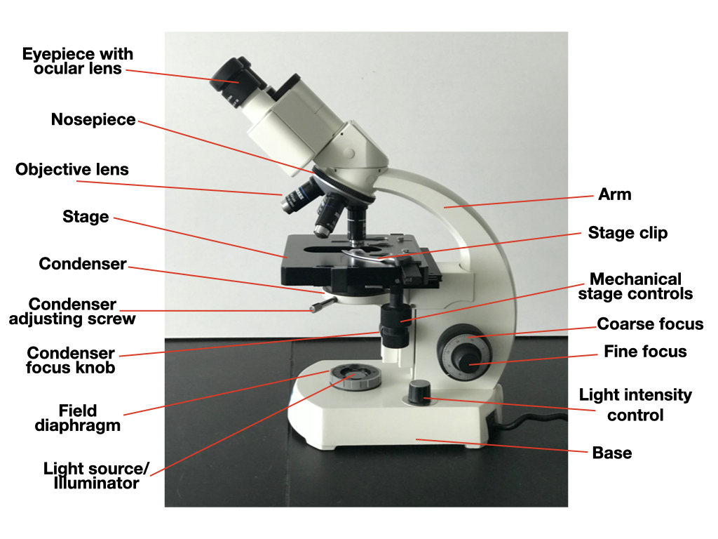 This figure shows a student microscope with each part labeled.