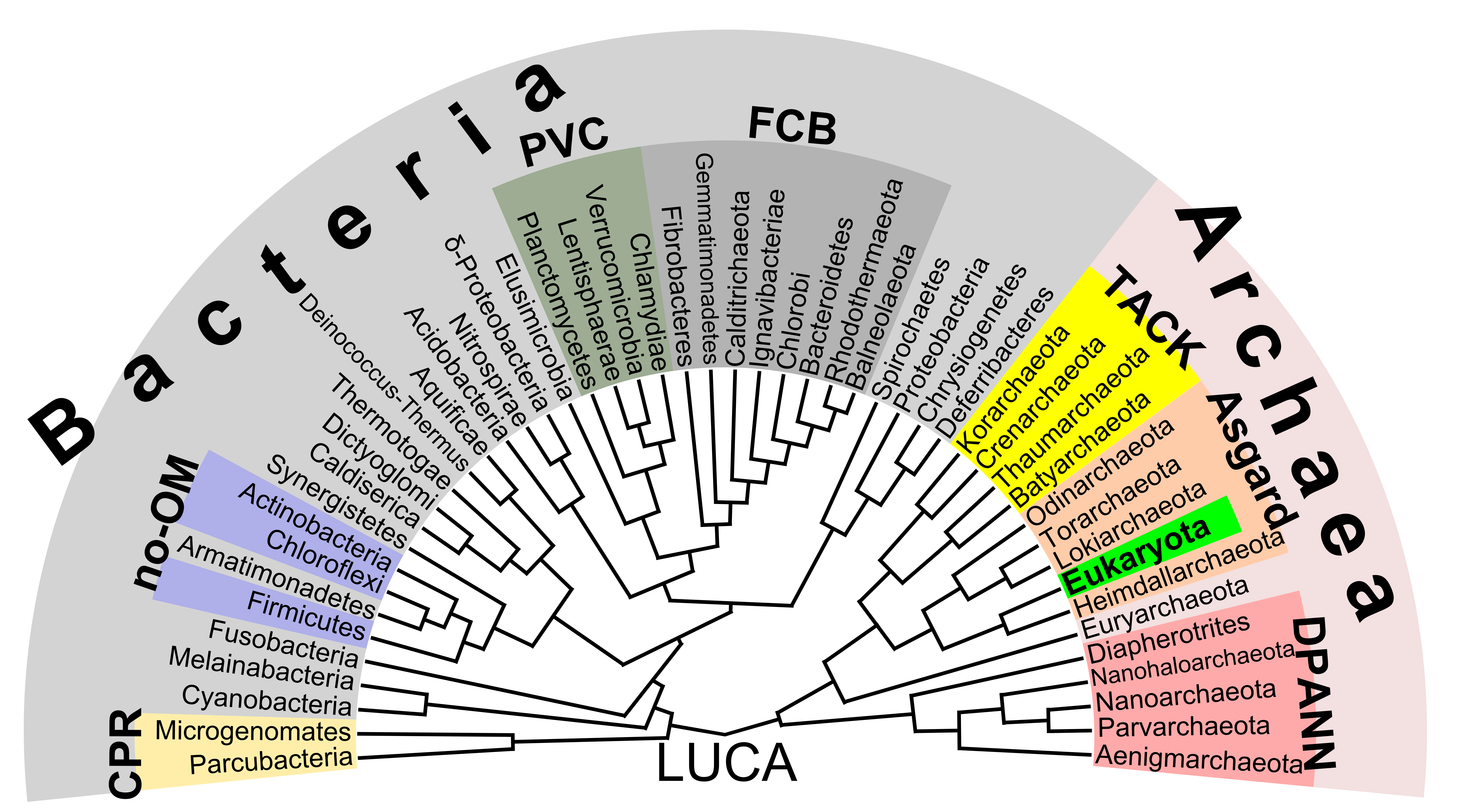 A phylogenetic tree showing major bacterial and archaeal groups. Eukarya is a branch tip within the archaeal clade.