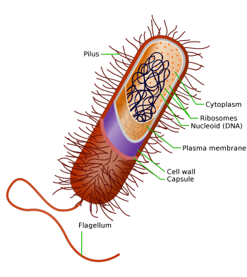 Prokaryotes – Background – College Biology II Laboratory