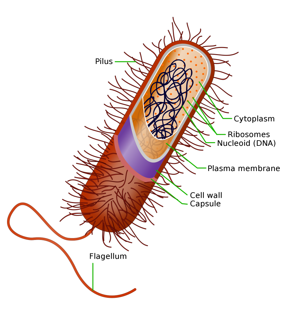 Prokaryotes – Background – College Biology II Laboratory