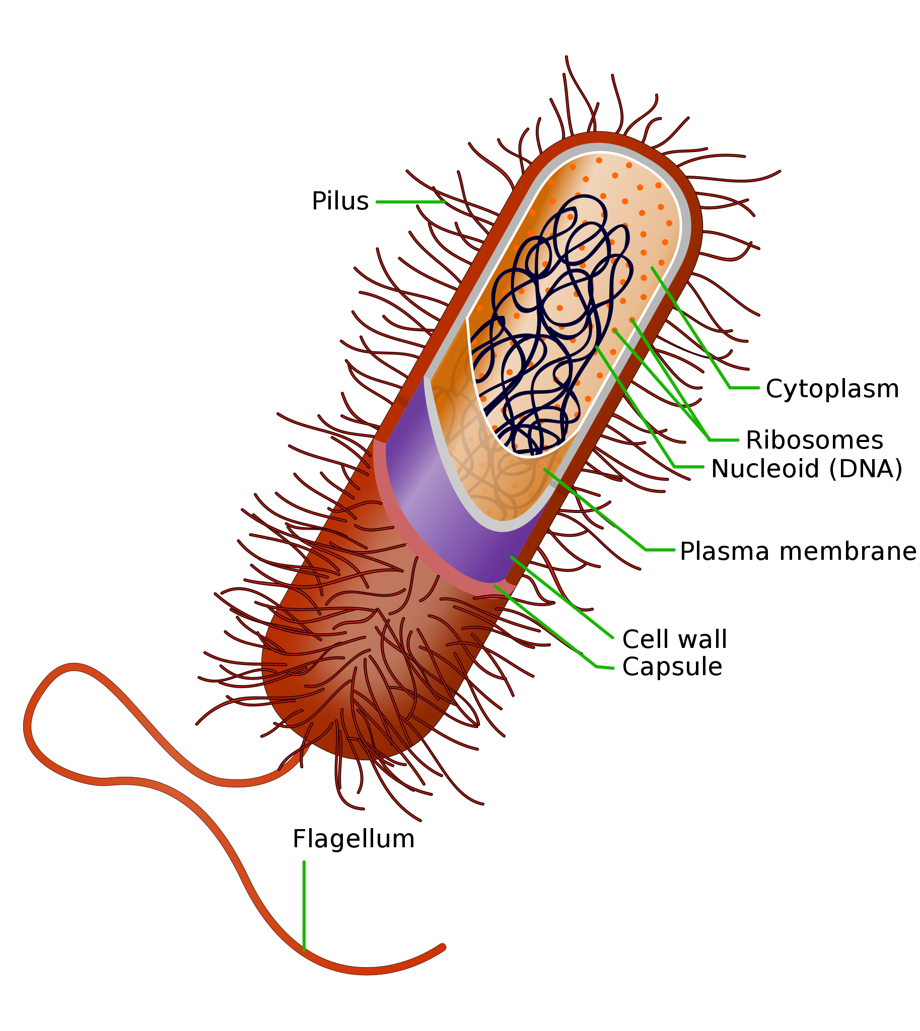 A cartoon of a prokaryotic cell. It is rod shaped with a single flagellum and many pili protruding from the cell membrane. The figure shows a cutaway to visualize the interior of the cell. Surrounding the interior from outside to inside are a capsule, a cell wall, and a plasma membrane. Within the cell is cytoplasm. The cytoplasm contains ribosomes and DNA.