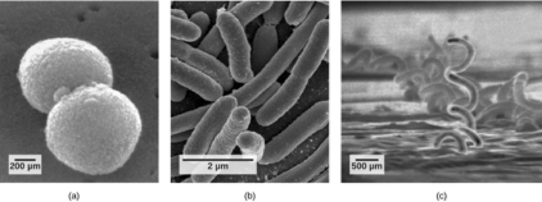 Three scanning electron micrographs. The first shows two round bacterial cells. The second shows several rod shaped bacterial cells. The third shows several spiral shaped