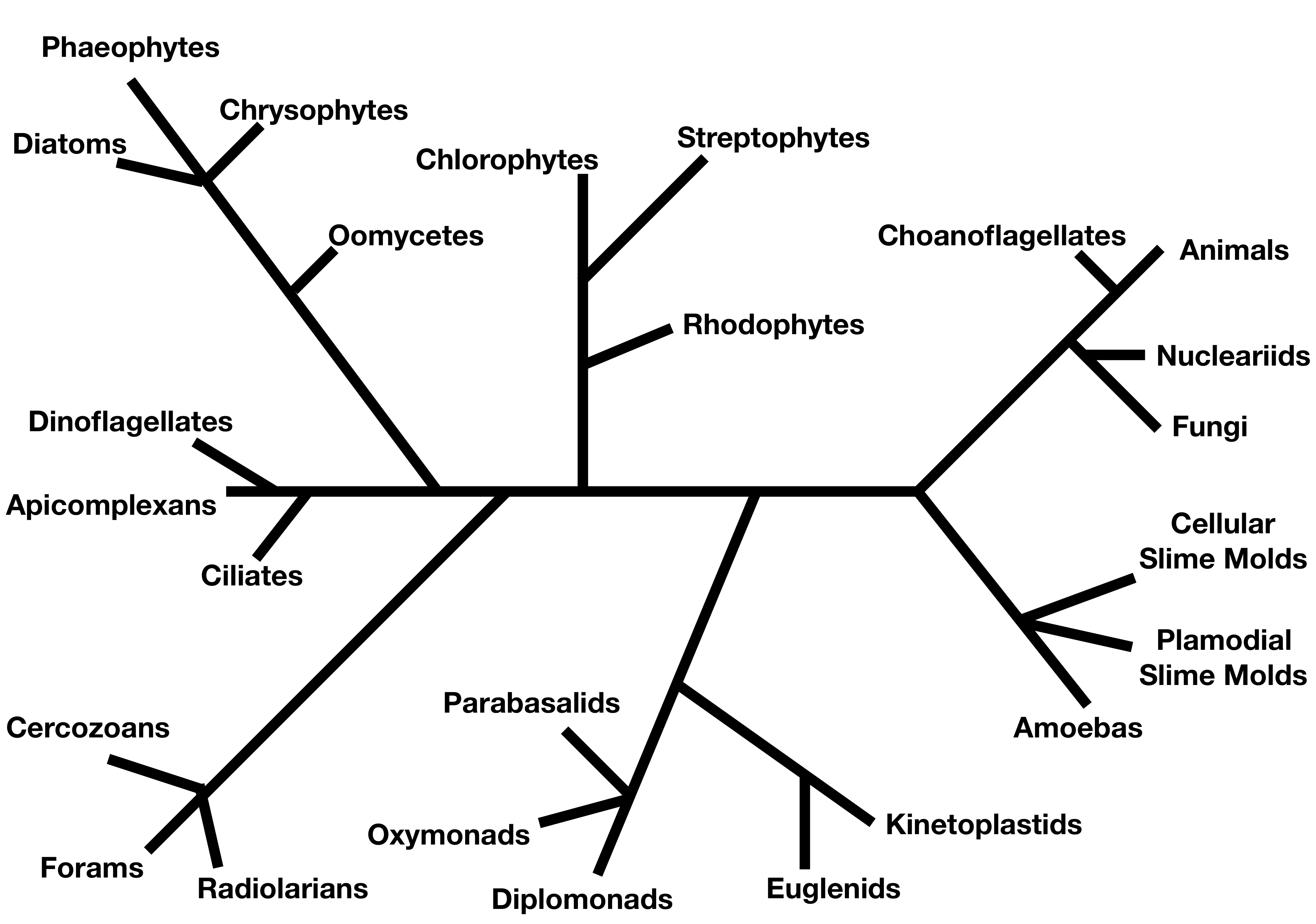 A phylogenetic tree showing major groups of eukaryotes