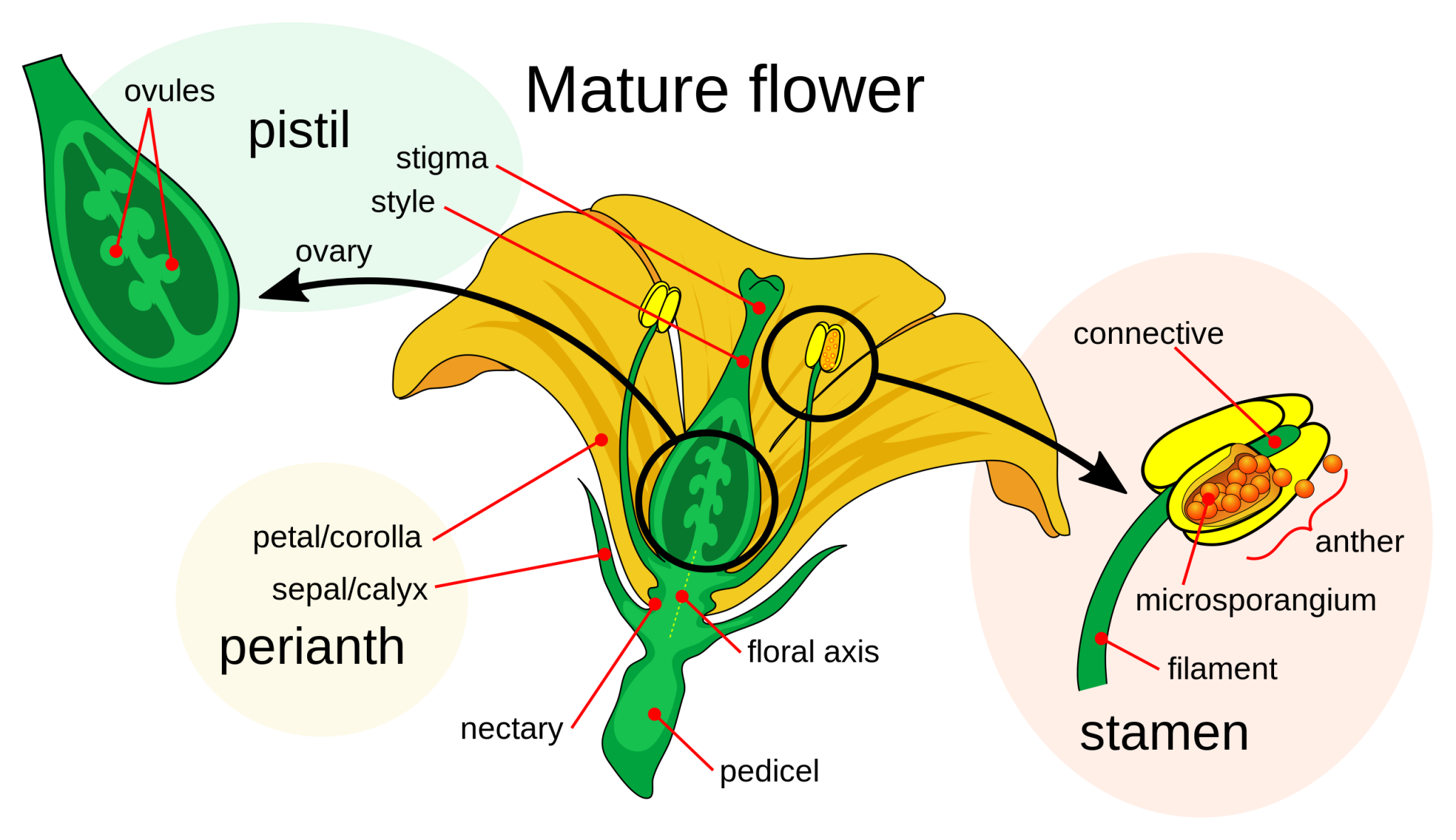 Seed Plants Angiosperms College Biology II Laboratory