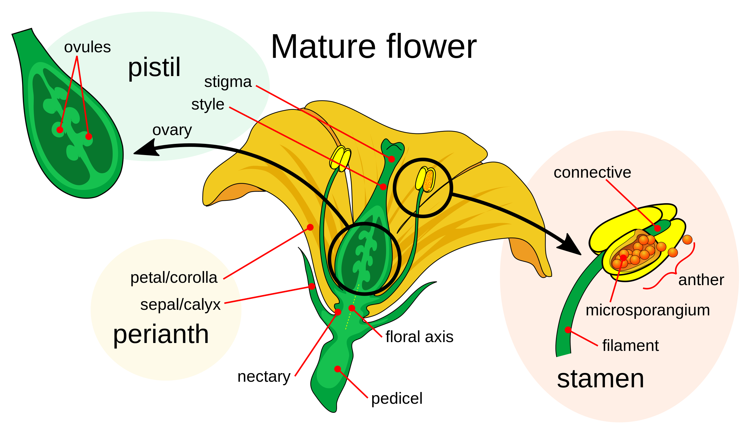 Diagram of a flower